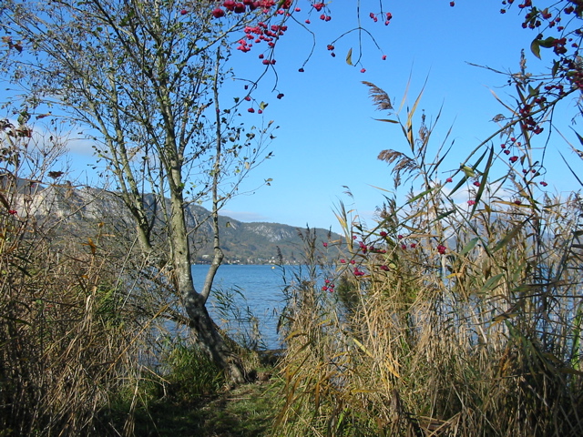 Réserve lac Annecy Eau morte embouchure