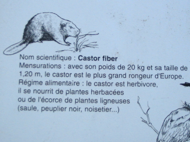 Réserve bout lac Panneau 2 castor