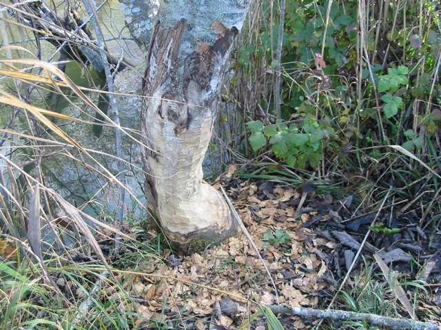 Réserve bout lac arbre rongé 1
