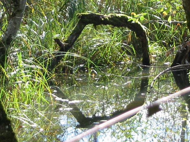 Réserve bout lac Eau morte