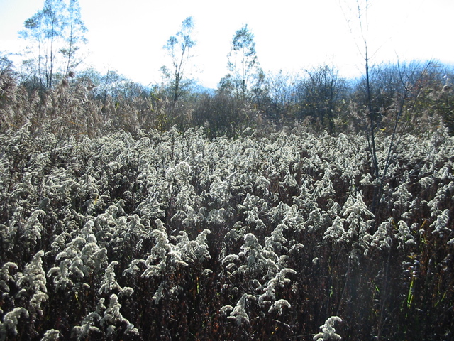 Réserve bout lac fleurs des marais cj 1